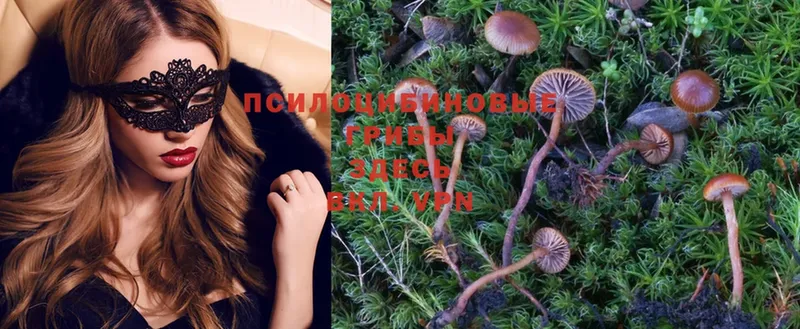 Галлюциногенные грибы Psilocybe  Вязьма 